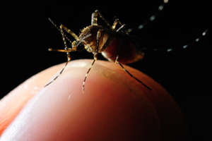 El dengue tiene el potencial de convertirse en una pandemia mundial