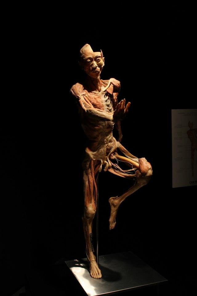 “Our Body”, una mirada al interior del cuerpo humano