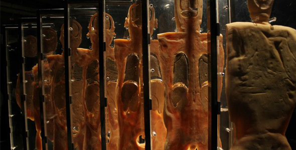 “Our Body”, una mirada al interior del cuerpo humano