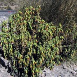 chachacoma