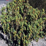 chachacoma1