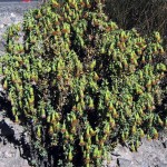 chachacoma1