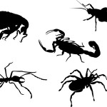 insectos