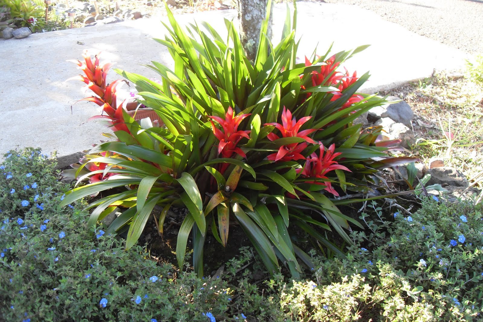 Las mejores plantas para desintoxicar su hogar