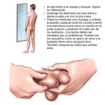 test testicular