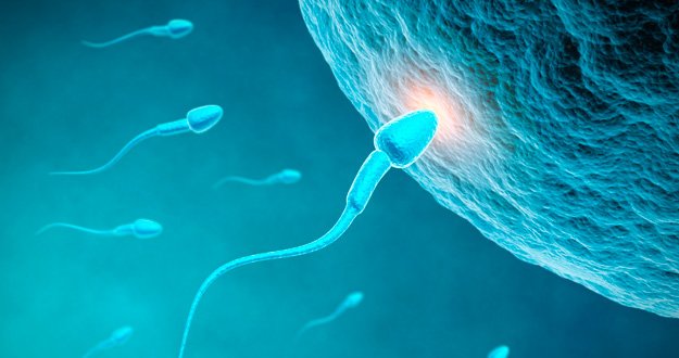 Crean células germinales primordiales para superar infertilidad