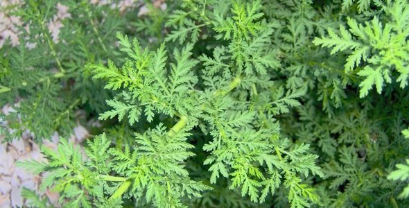 Descubren tratamiento contra la malaria basado en plantas