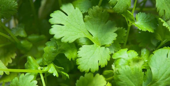 Ocho cosas que no sabías del cilantro