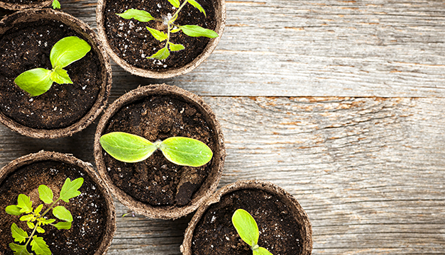 plantas casa macetas hogar
