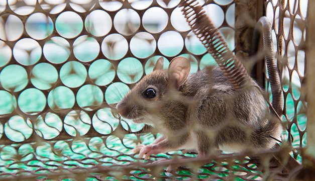 Leptospirosis conoce más sobre esta enfermedad