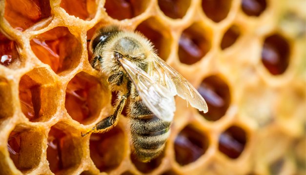 Aprender de las abejas: la Apiterapia