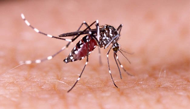 VIRUS MAYARO, NUEVA ALERTA SANITARIA