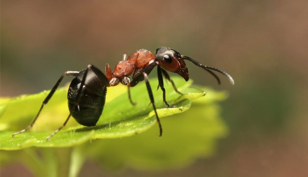 Descubren antibiótico que proviene de las hormigas