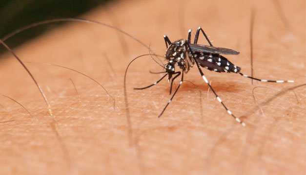 Continúa la batalla contra el dengue
