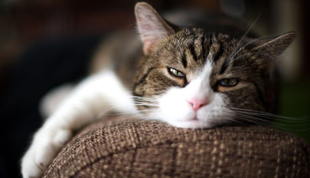 Tus gatitos son grandes aliados para tu salud