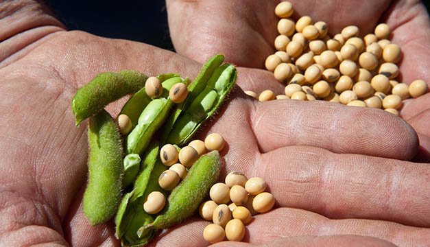 Proteína de soya para una alimentación saludable