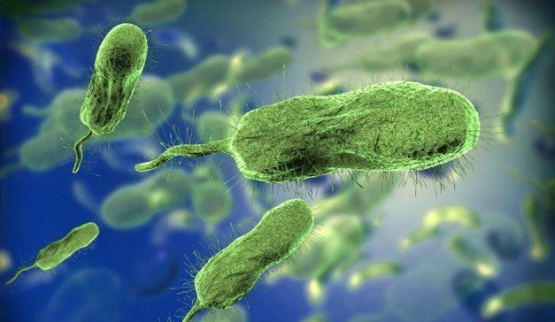 Septicemia: causas y síntomas