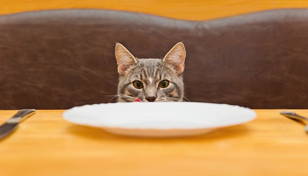 Cómo alimentar bien a tu gato