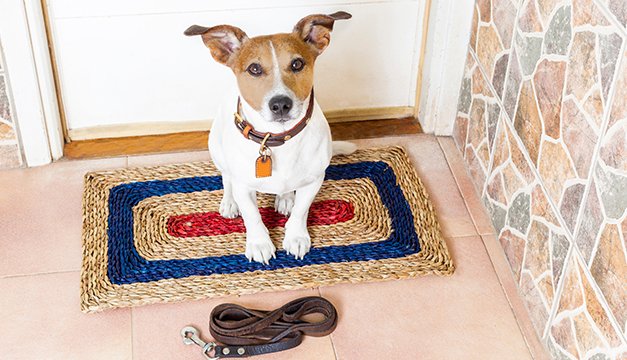 El porqué debo entrenar a mi perro