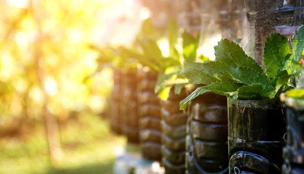 Cultiva tu propio alimento en botellas plásticas