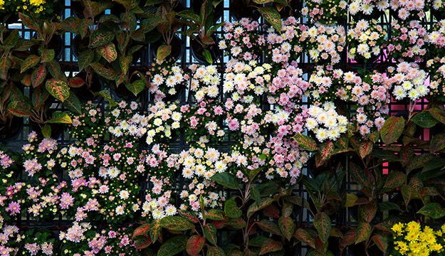 ¿Cómo crear un jardín vertical en casa?