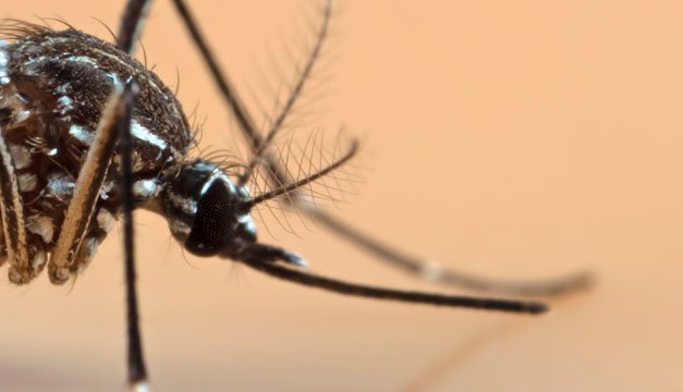 ¿Por qué es importante vacunarse contra la fiebre amarilla?