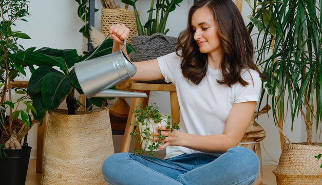 6 plantas que protegen a tu hogar de la contaminación