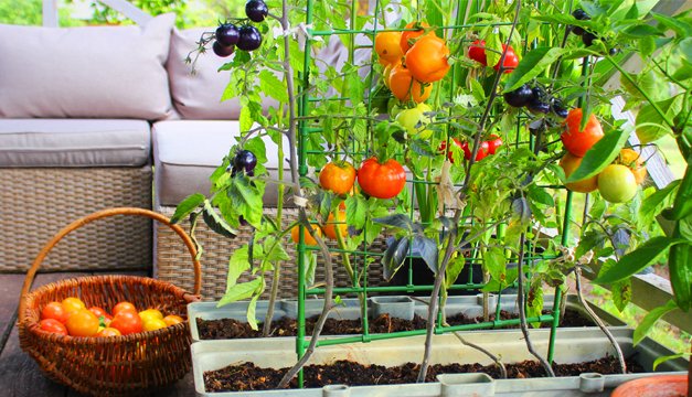 Tres plantas que no deben faltar ni en tu jardín o cocina