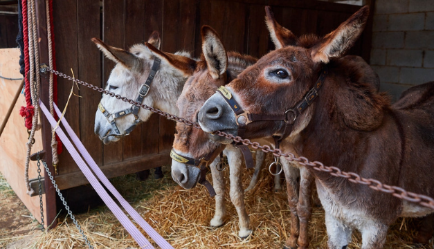 5 síntomas que te harán saber que tus defensas están bajas
