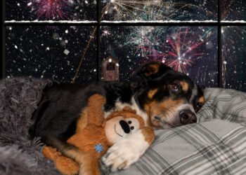 En época decembrina, no regales mascotas, ¡Mejor adopta!