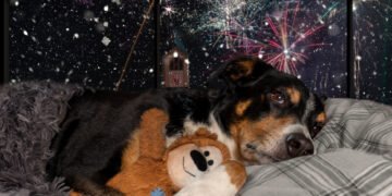 En época decembrina, no regales mascotas, ¡Mejor adopta!