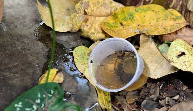 Perú emite alerta por "intensificación de la transmisión del dengue"