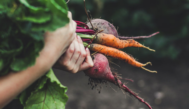 Conoce los alimentos orgánicos: La dieta que no devora la naturaleza