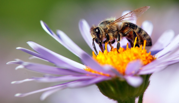 ¿Por qué son tan importantes las abejas para nuestra vida y el planeta?