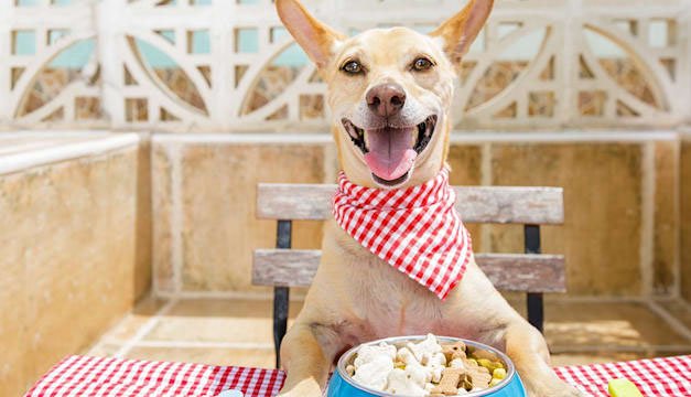 Cuida la salud de tus mascotas con estos tips básicos