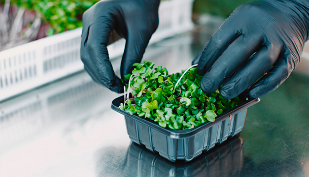 Las microverduras pueden brindarte grandes beneficios a tu cuerpo