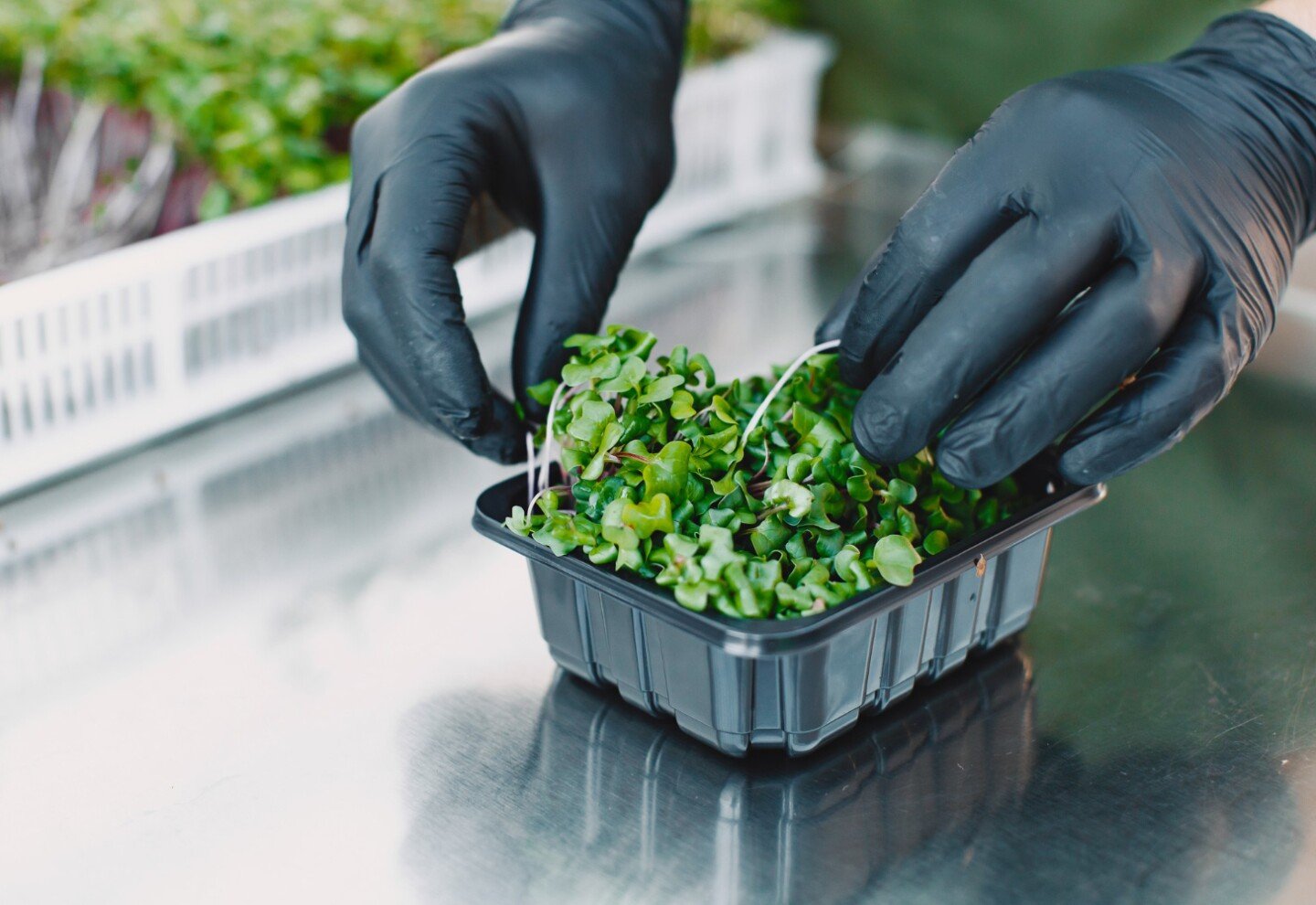 Las microverduras pueden brindarte grandes beneficios a tu cuerpo