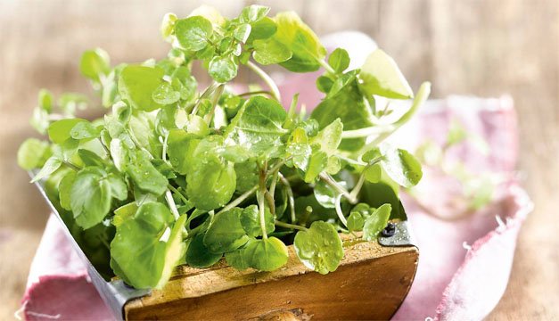 Descubre los beneficios que contiene el berro para tu salud