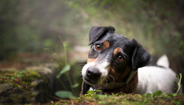 ¿Por qué nuestras mascotas  se asustan con la pirotecnia?