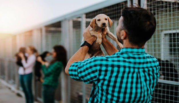 En época decembrina,  no compres mascotas; mejor adopta