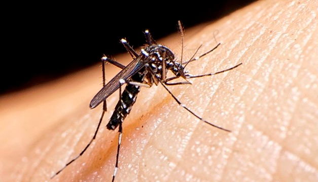 Aumento récord de casos de dengue en las Américas: OPS