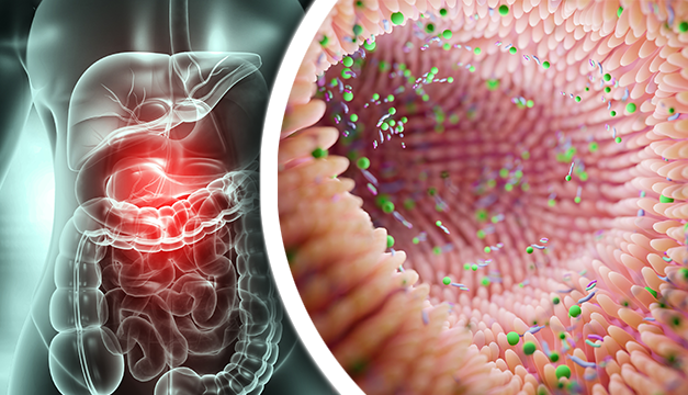Descubren potencial del microbioma intestinal para combatir la diabetes