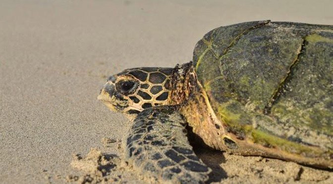 Importancia de los humedales para la salud humana