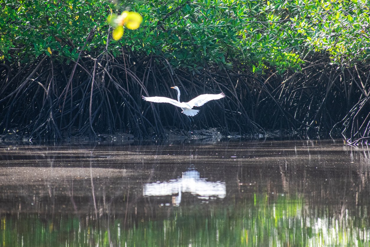 Importancia de los humedales para la salud humana