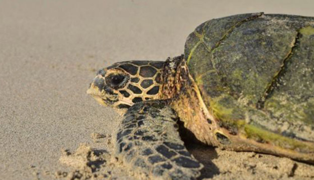 Importancia de los humedales para la salud humana