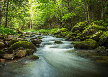Diez sorprendentes beneficios sanadores de los bosques, que quizá no sabías