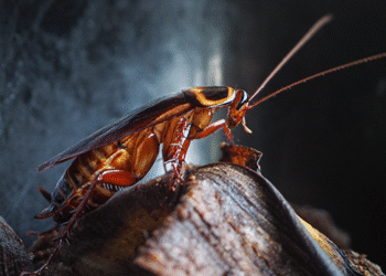 Esta es la receta tradicional europea de las "torrijas" o "torrejas", populares en Latinoamérica