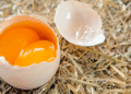 Qué significa encontrar huevos con dos yemas: ¿se pueden comer?