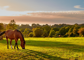 Áreas de pastizales en recuperación tardan 75 años retornar su biodiversidad