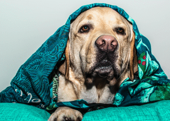 ¿Los humanos tenemos dificultades para entender las emociones de los perros?